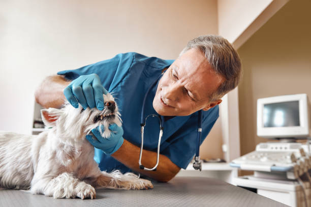 Best 24-Hour Emergency Dentist in Van Vleck, TX